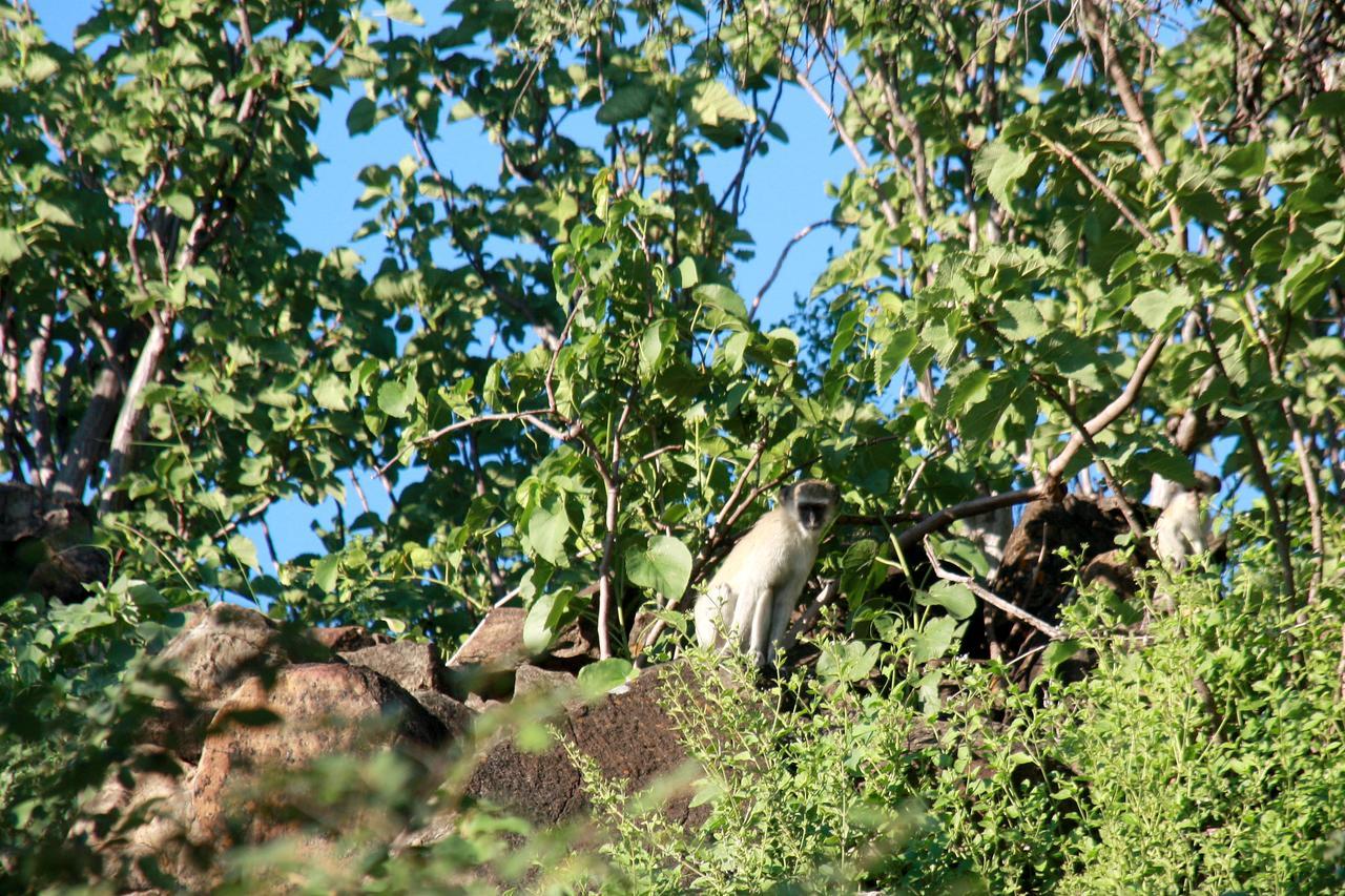 Ghaub Nature Reserve & Farm - One Namibia Grootfontein Eksteriør billede